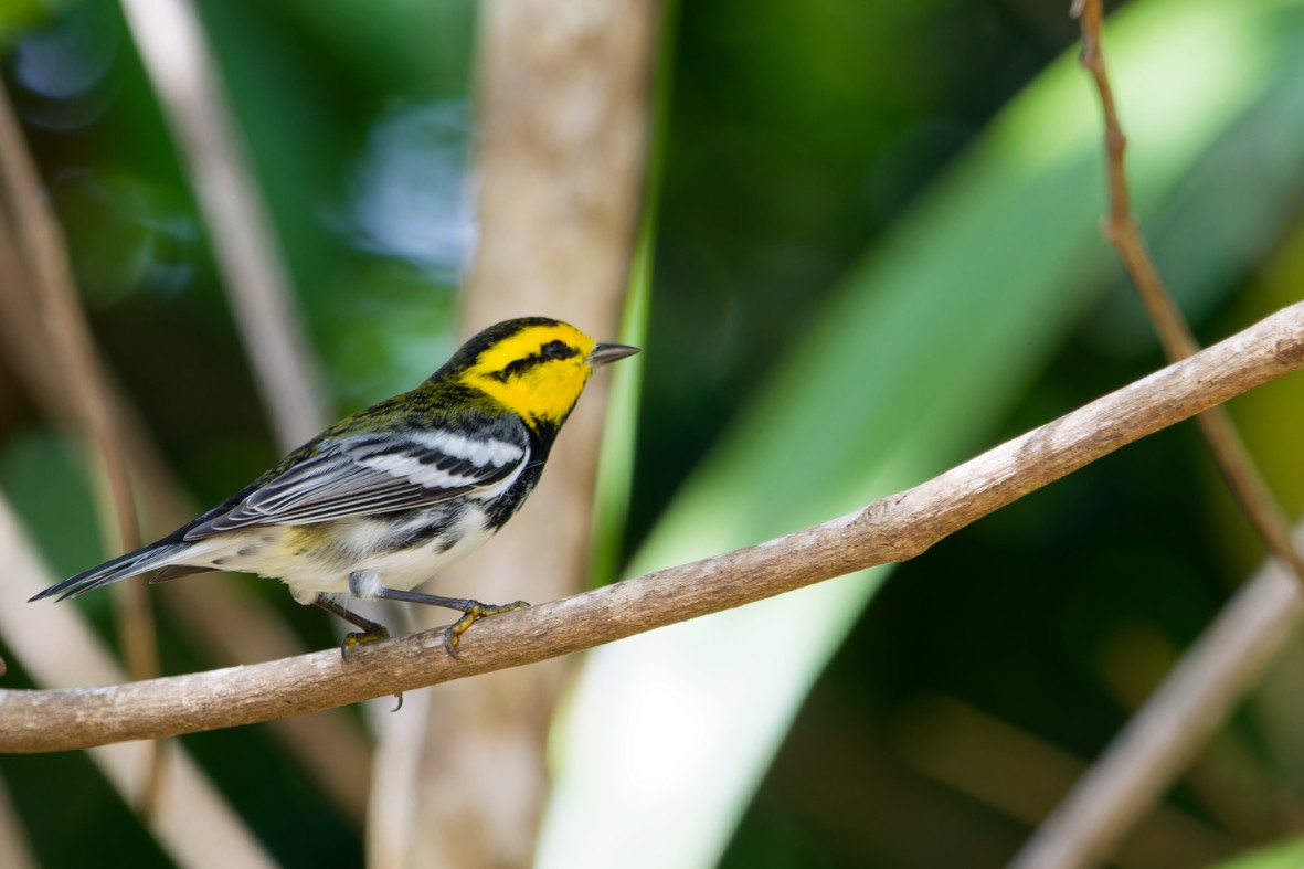 Golden-cheeked Warbler - ML641138139