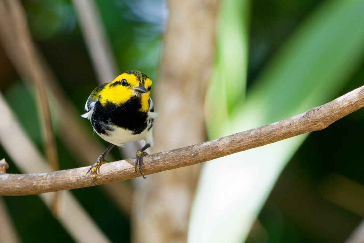 Golden-cheeked Warbler - ML641138140