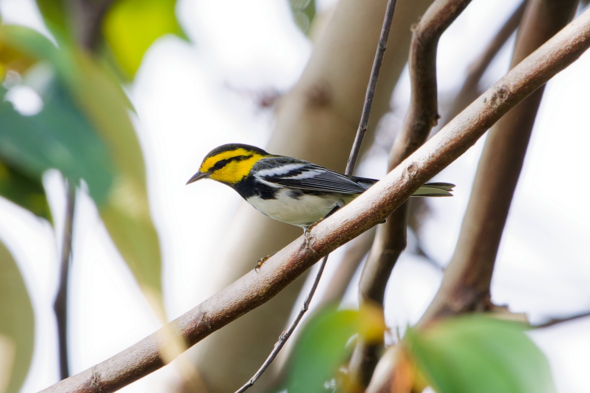 Golden-cheeked Warbler - ML641138141
