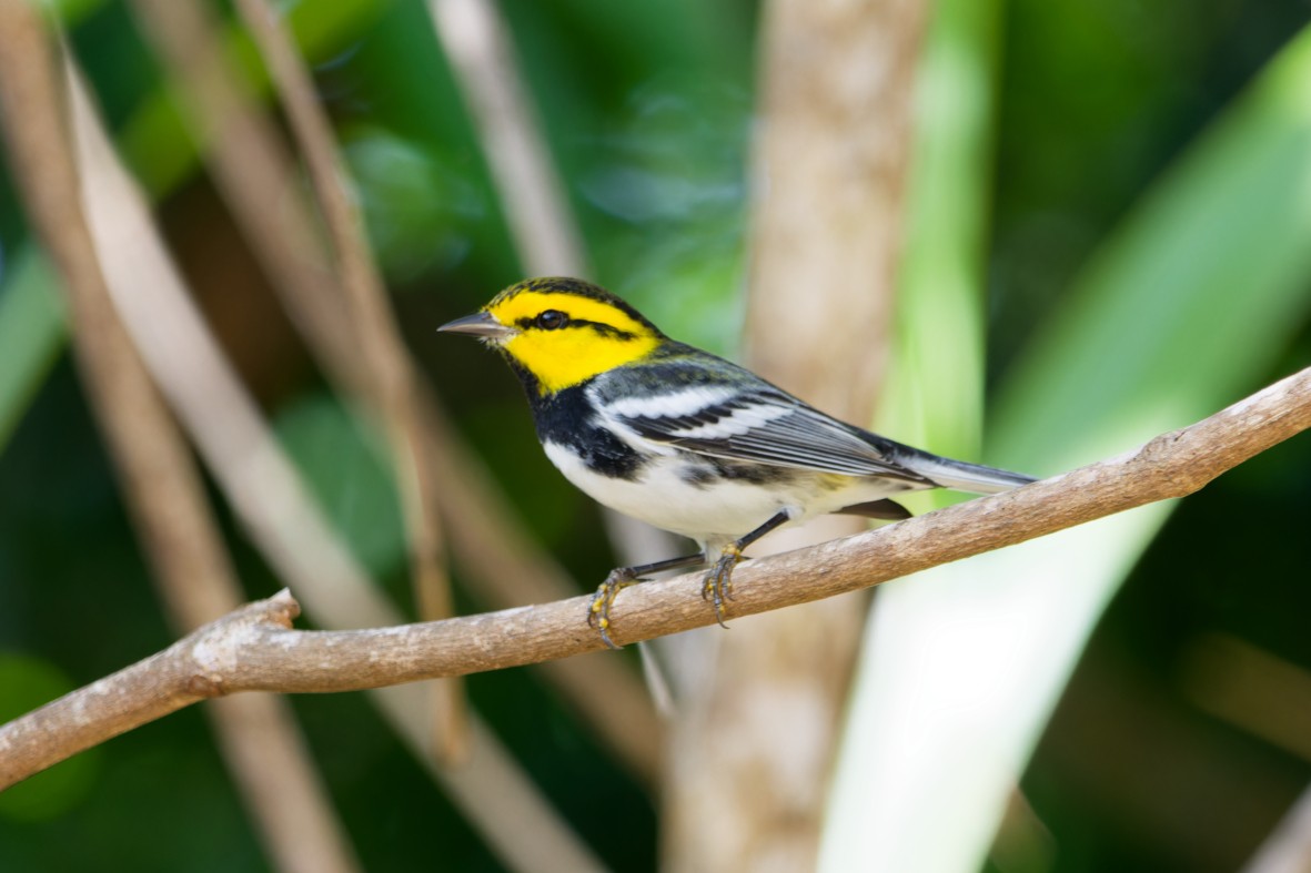 Golden-cheeked Warbler - ML641138142