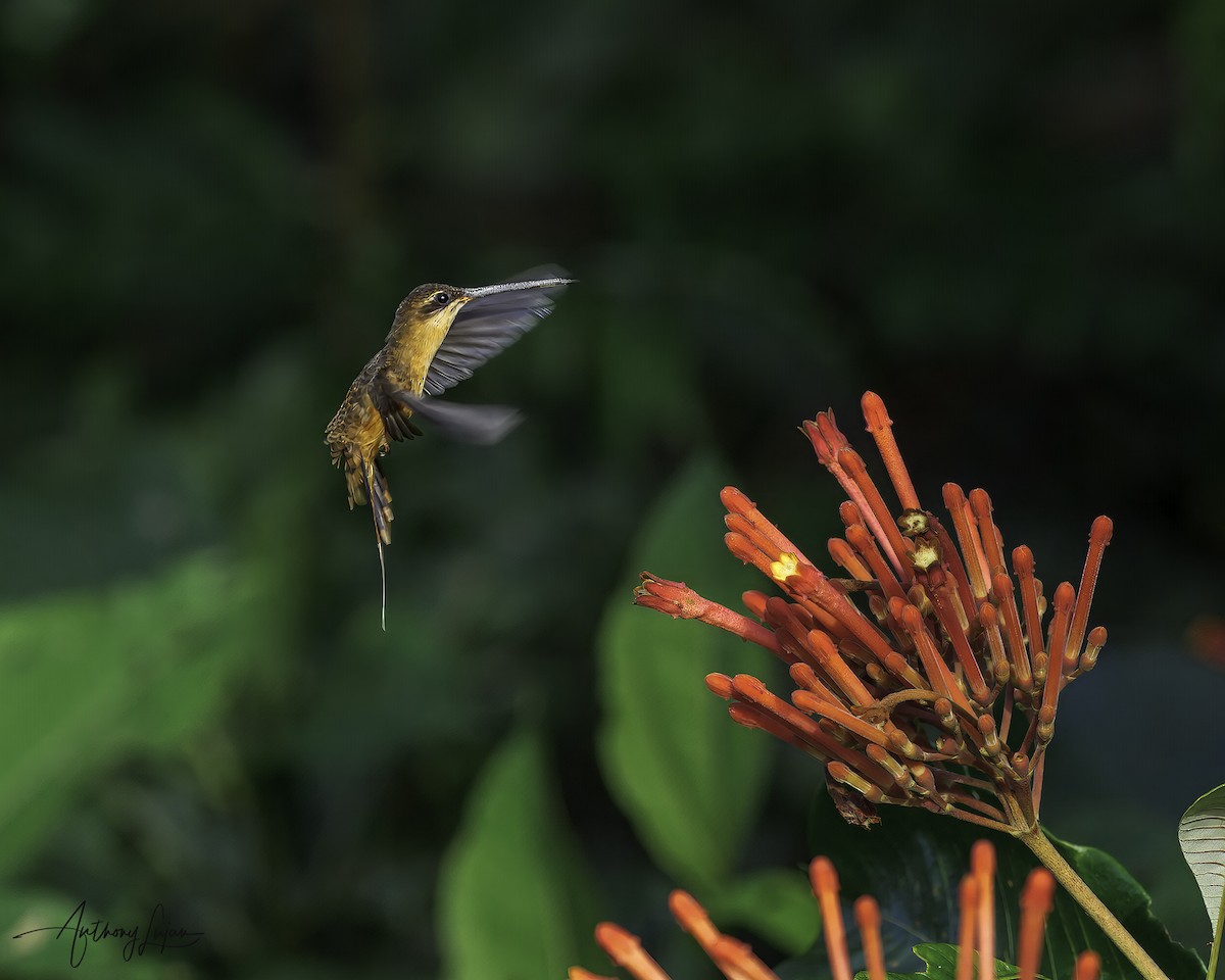 Needle-billed Hermit - ML641138145