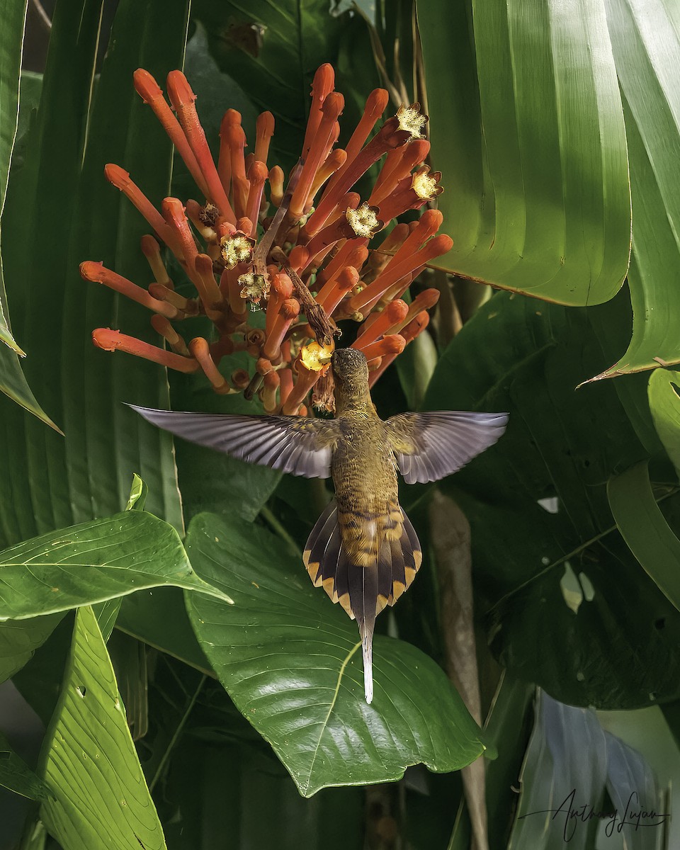 Needle-billed Hermit - ML641138147