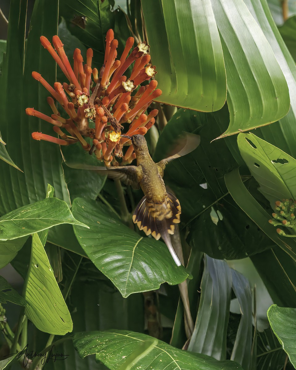 Needle-billed Hermit - ML641138148