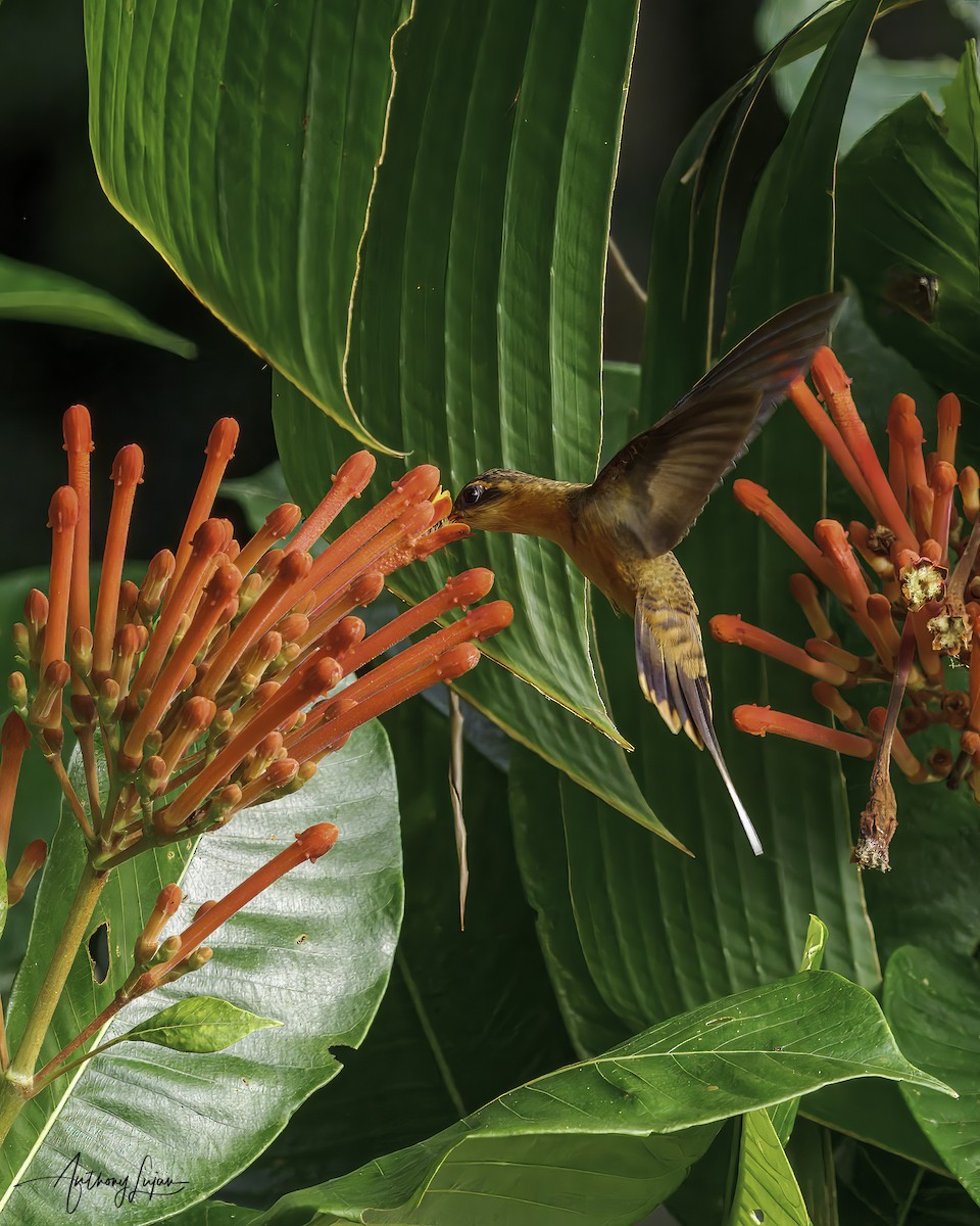 Needle-billed Hermit - ML641138149