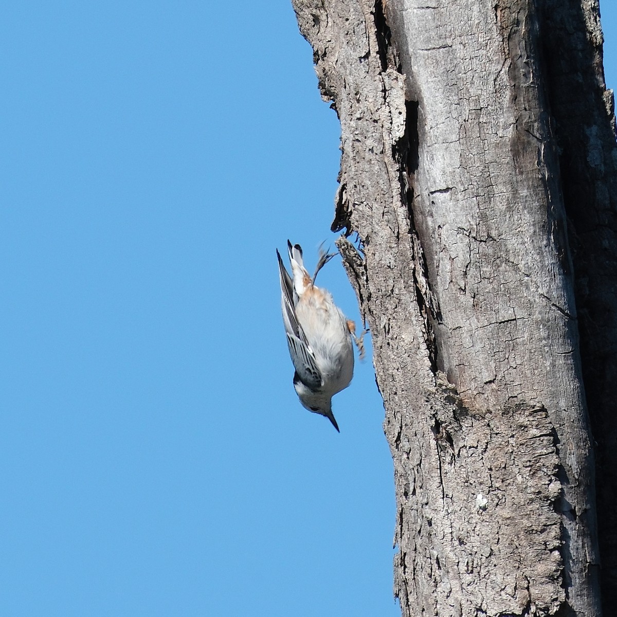 White-breasted Nuthatch - ML641138150