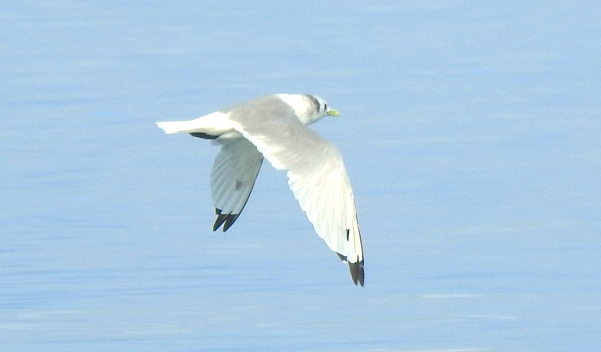 Gaviota Tridáctila - ML641138181