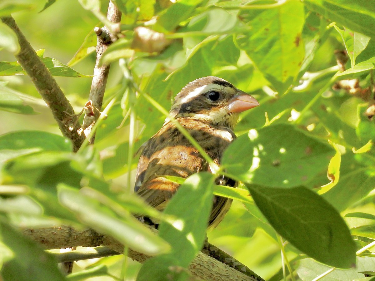 Rose-breasted Grosbeak - ML641138194