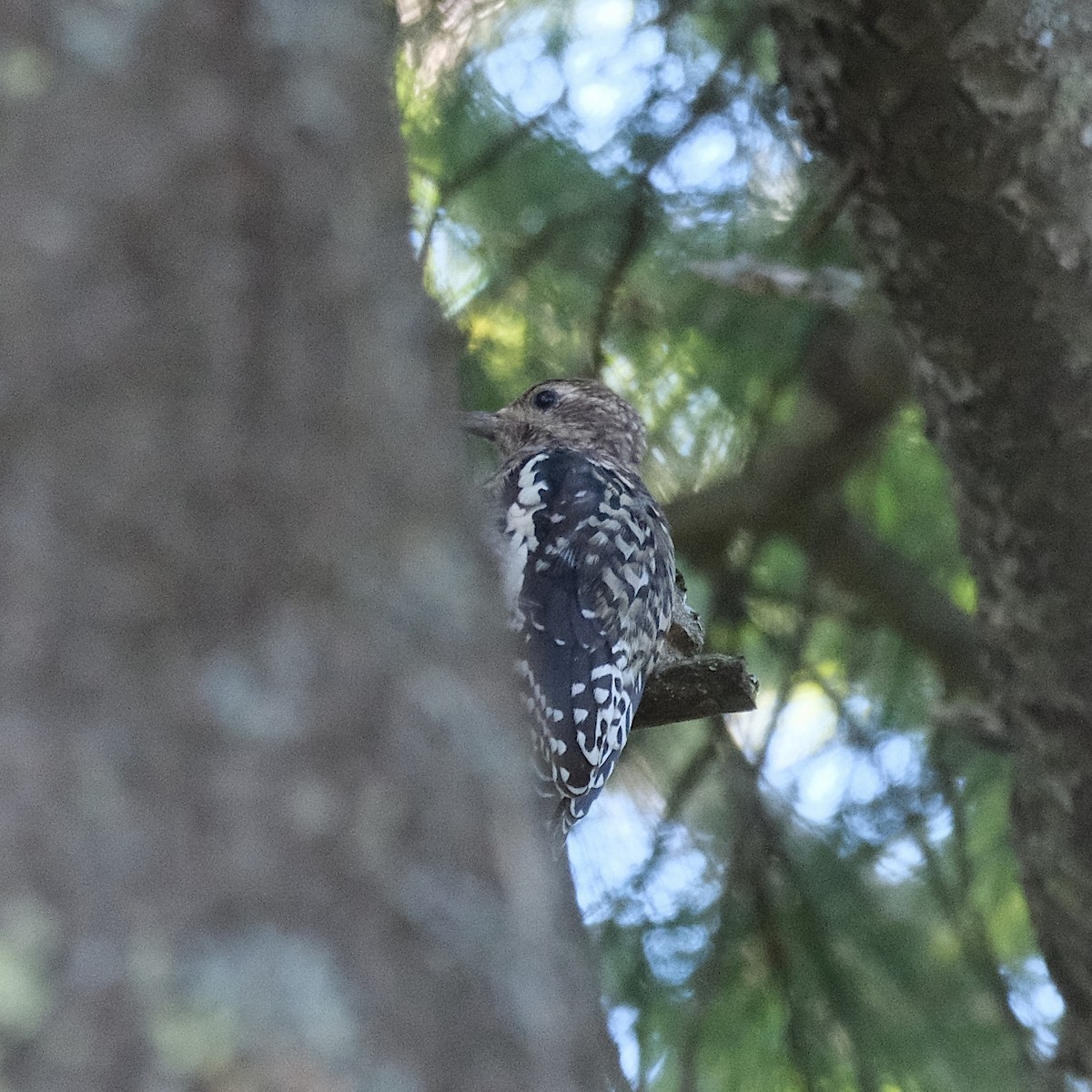 Yellow-bellied Sapsucker - ML641138198