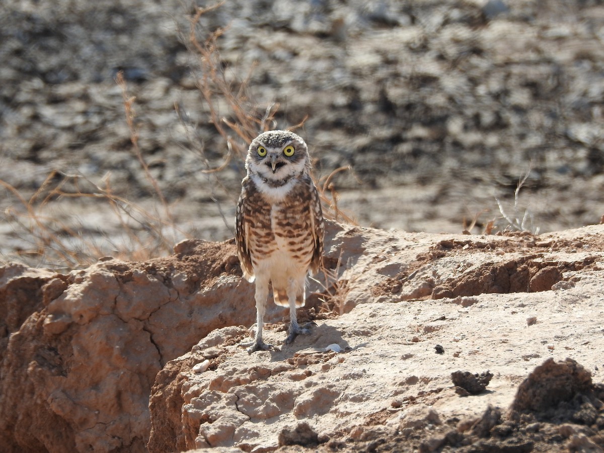 Burrowing Owl - ML641138287