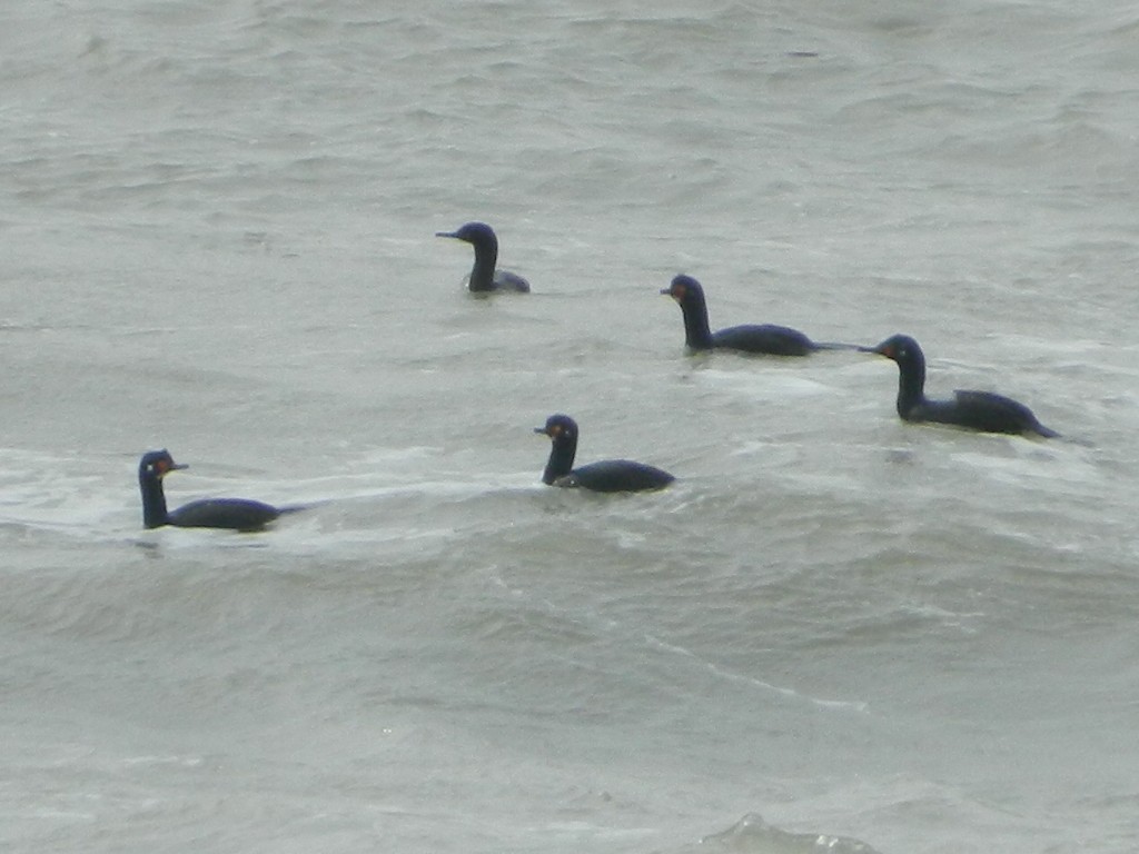 Magellanic Cormorant - ML641138299