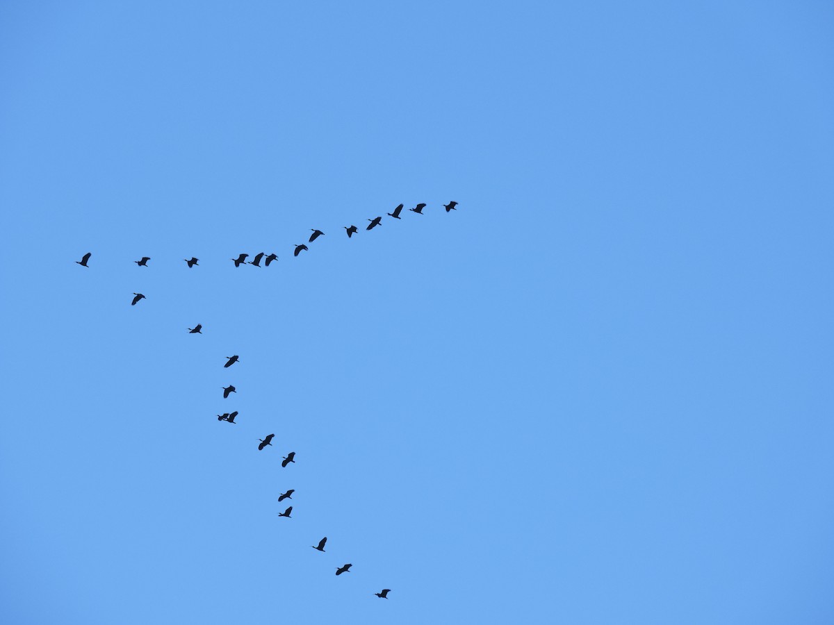 Bare-faced Ibis - ML641138301