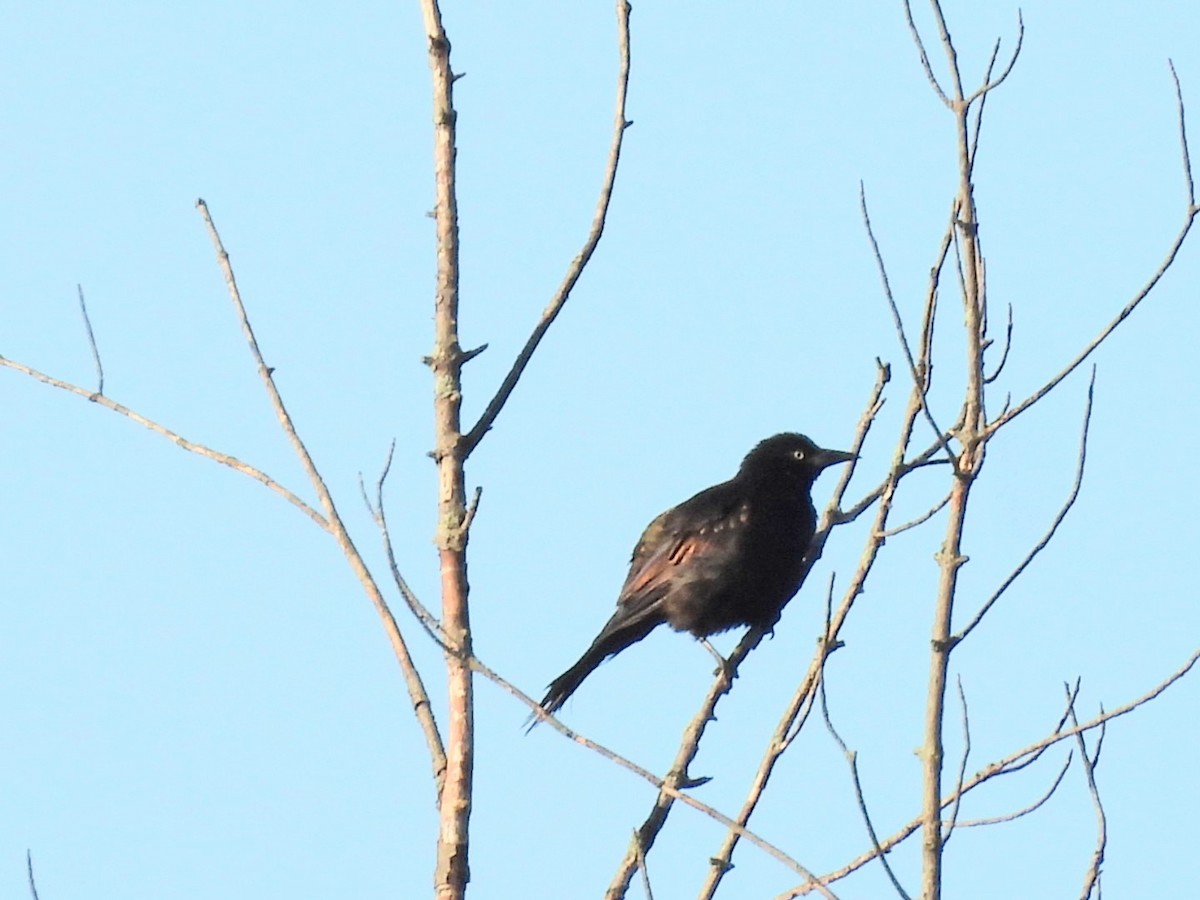 Common Grackle - ML641138303