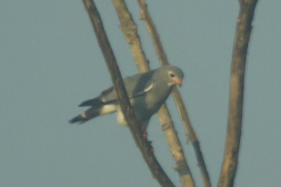 Lizard Buzzard - ML641138311