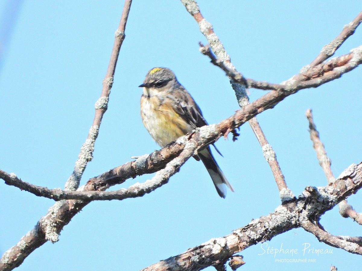 Yellow-rumped Warbler - ML641138312