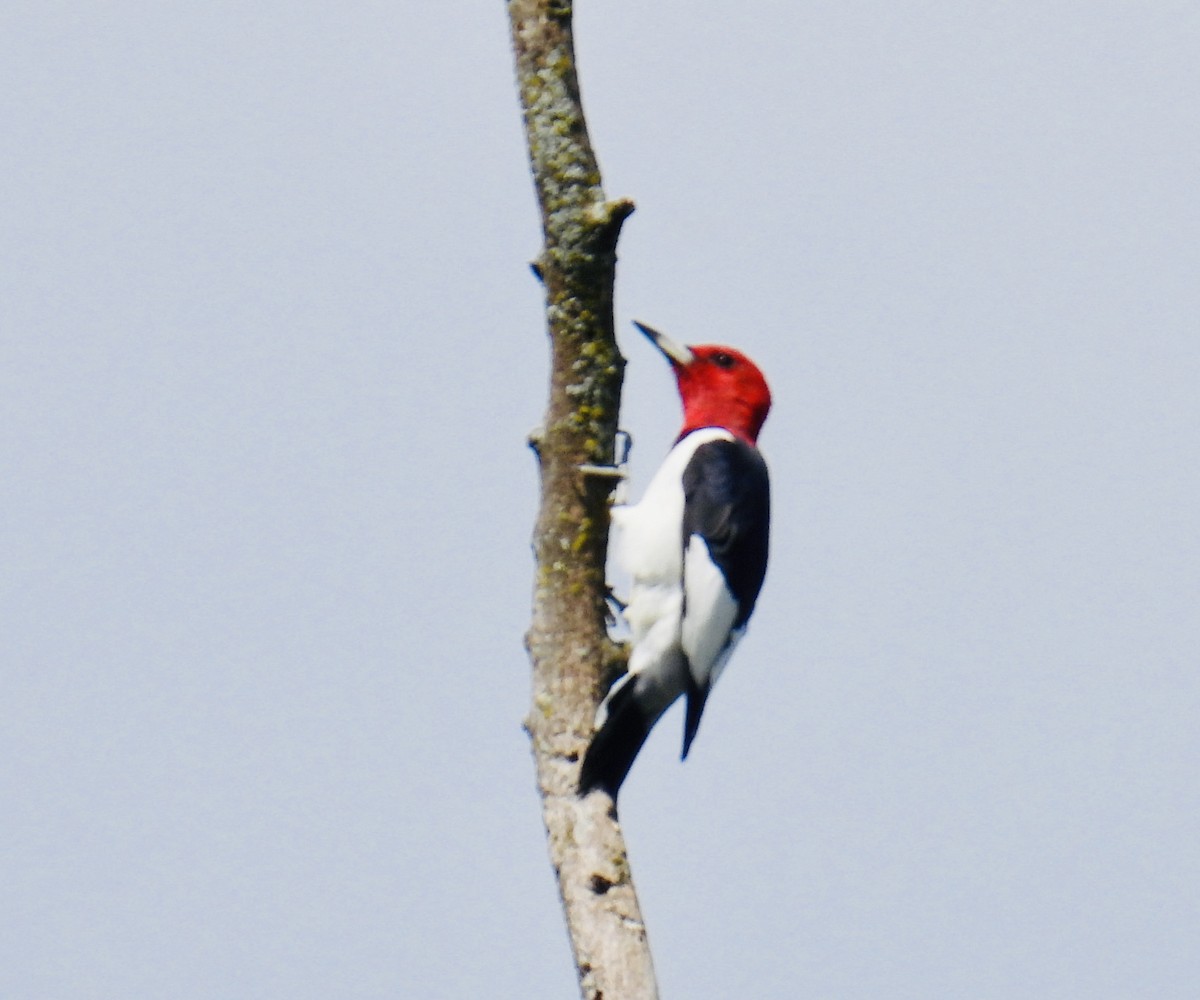 Red-headed Woodpecker - ML641138338