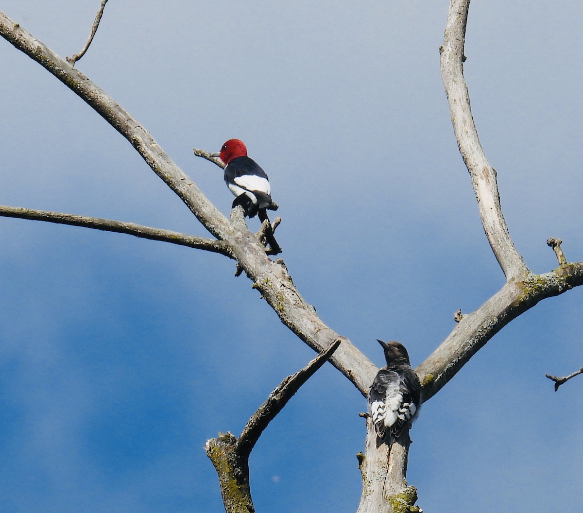 Red-headed Woodpecker - ML641138339