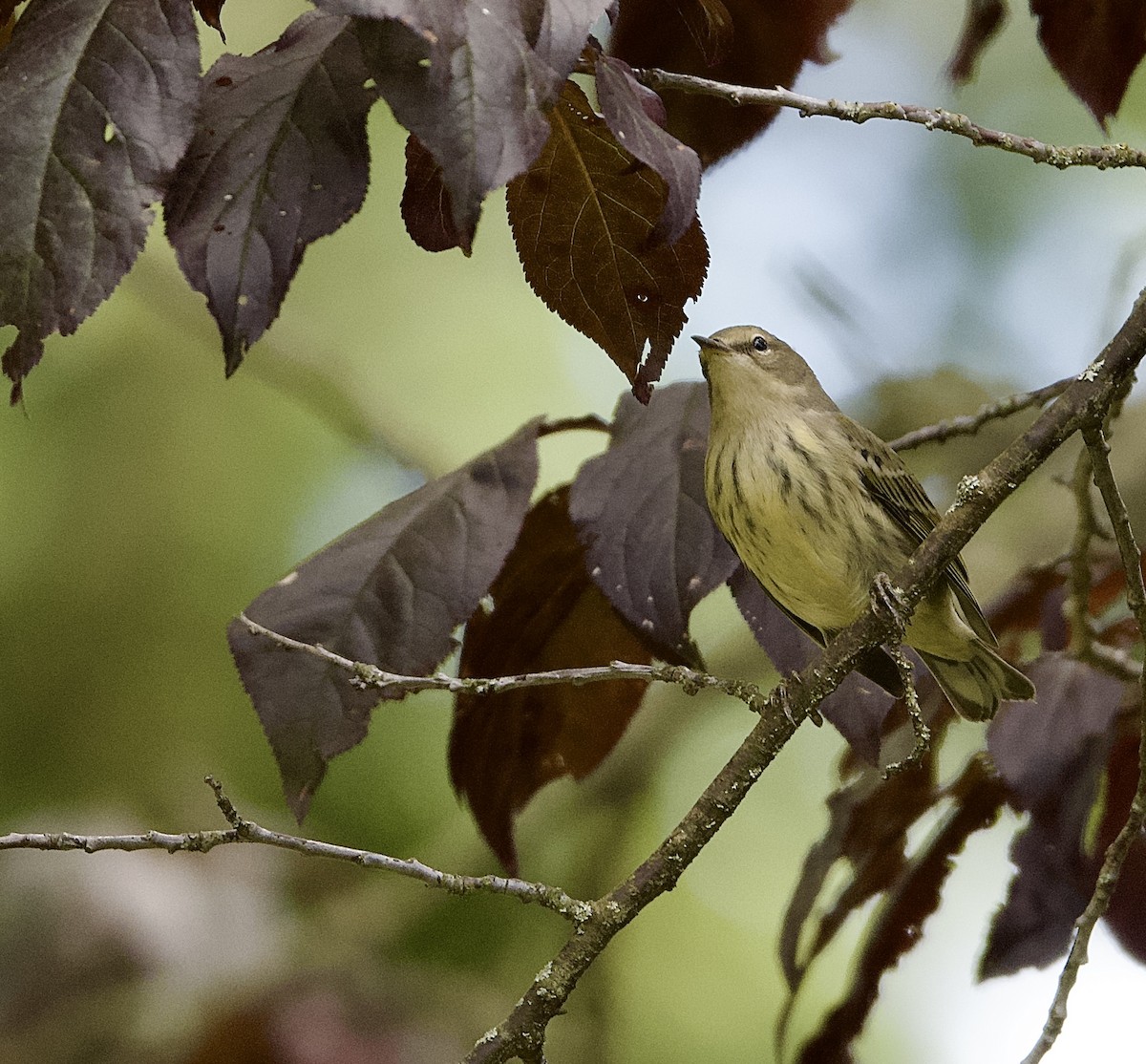 Cape May Warbler - ML641138342