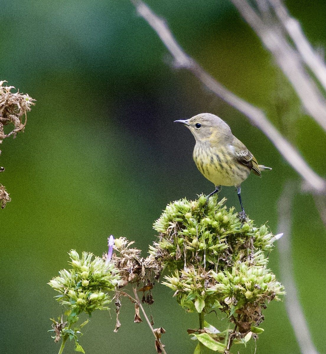 Cape May Warbler - ML641138343