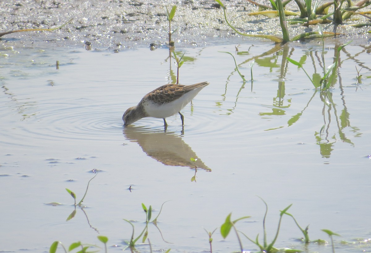 Least Sandpiper - ML641138361