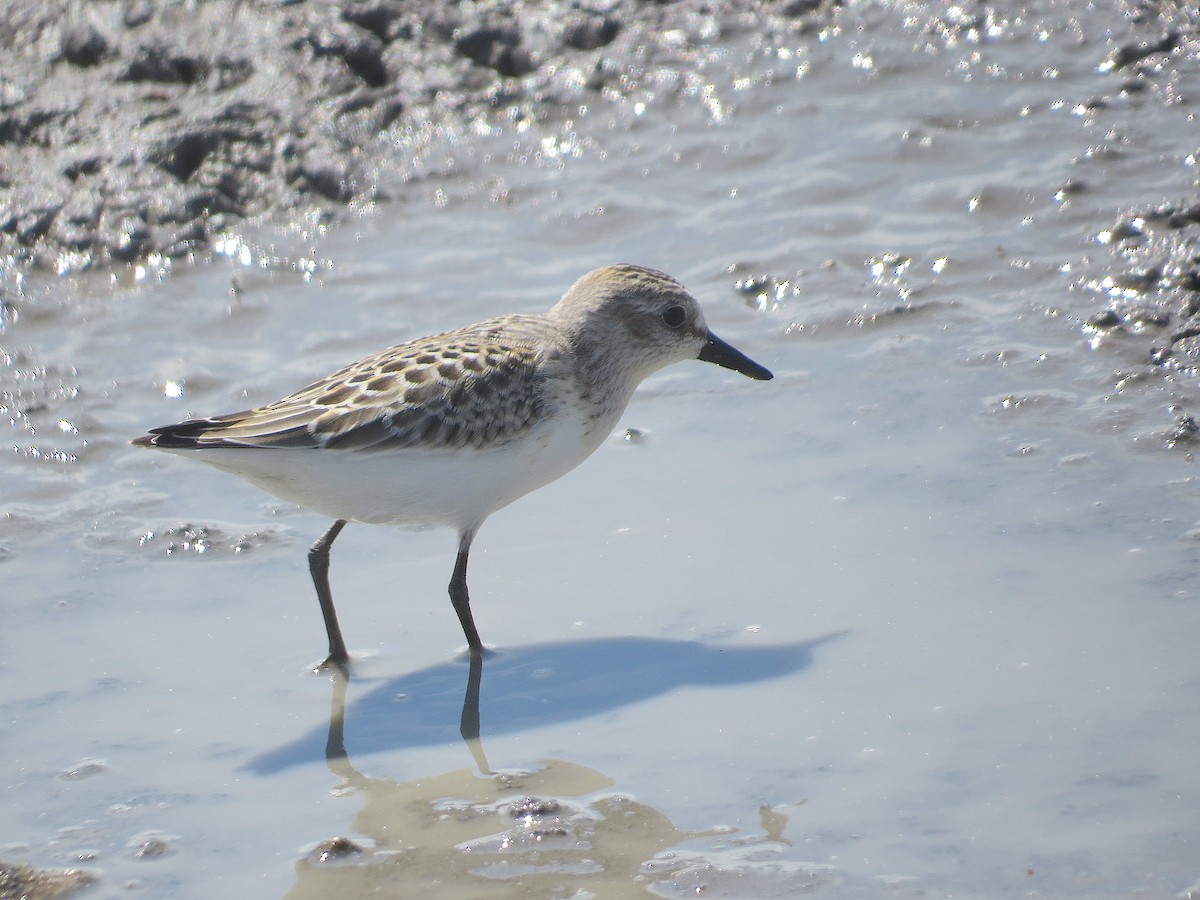Semipalmated Sandpiper - ML641138381