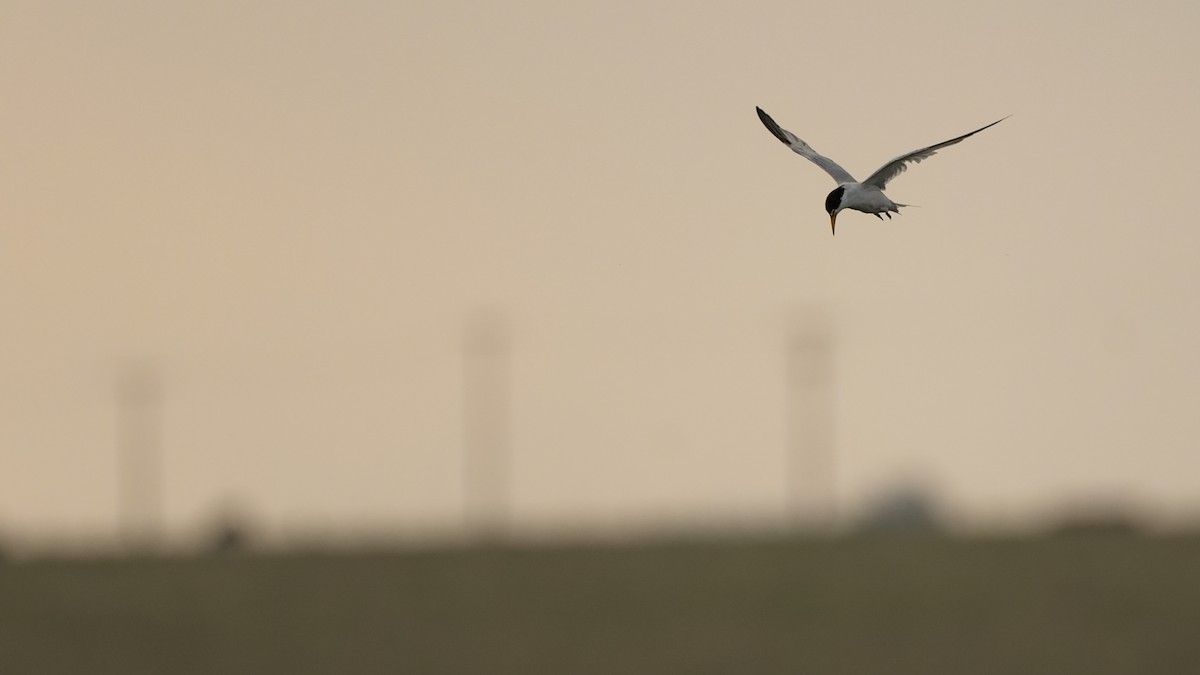 Yellow-billed Tern - ML641138397