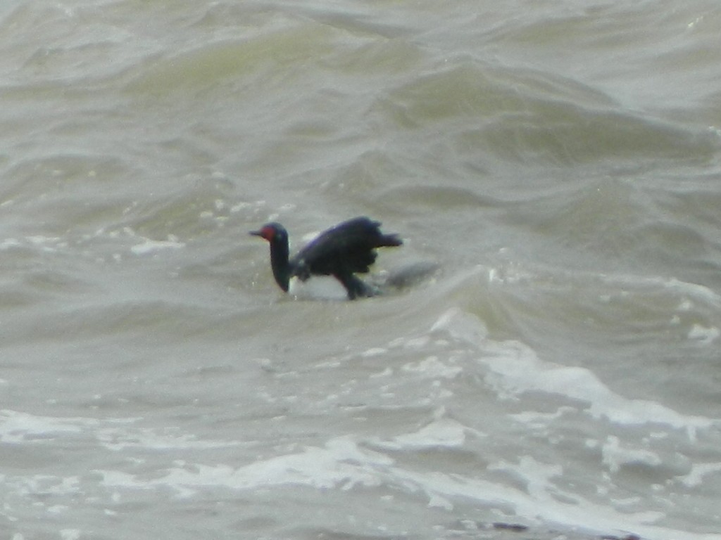 Magellanic Cormorant - ML641138399