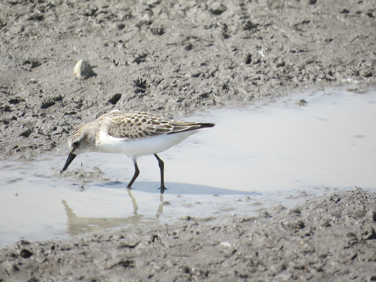 Semipalmated Sandpiper - ML641138404