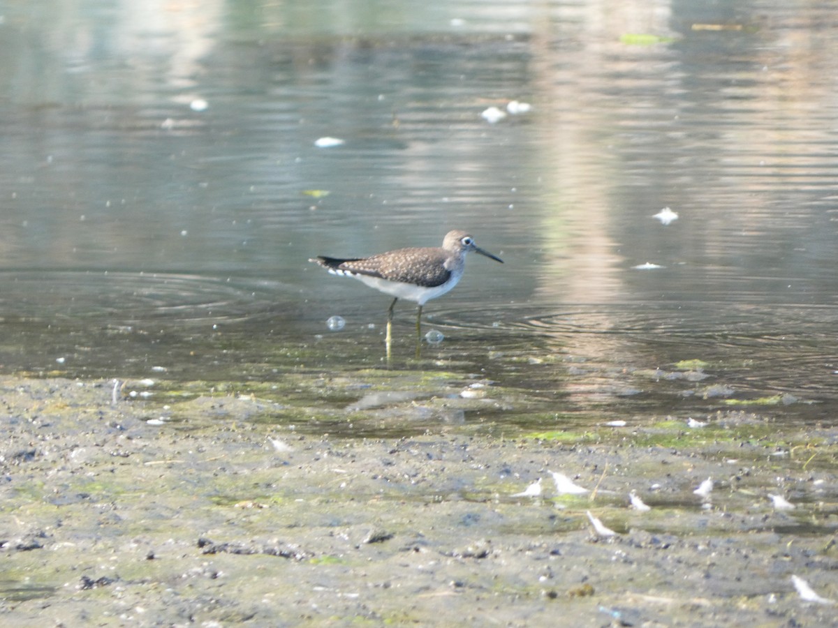 Solitary Sandpiper - ML641138405