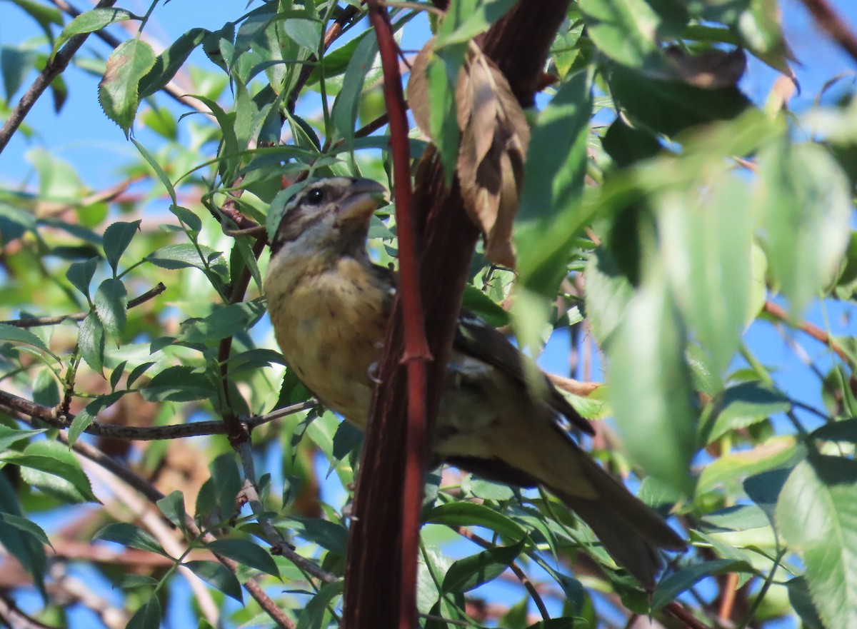 Black-headed Grosbeak - ML641138407