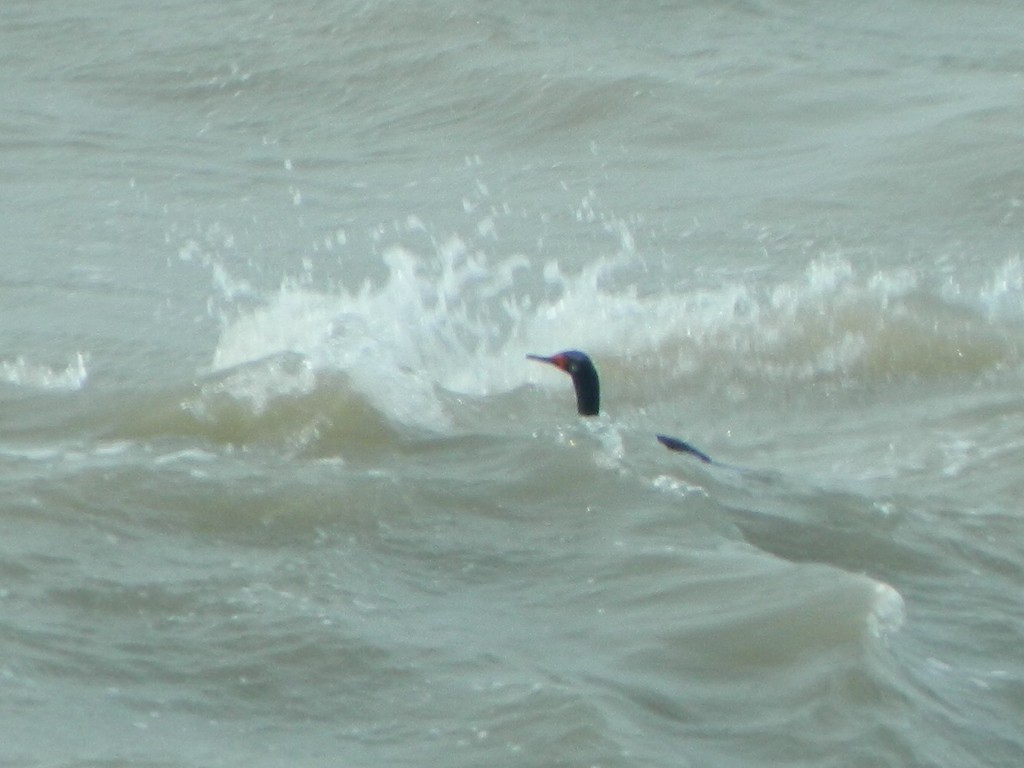 Magellanic Cormorant - ML641138408