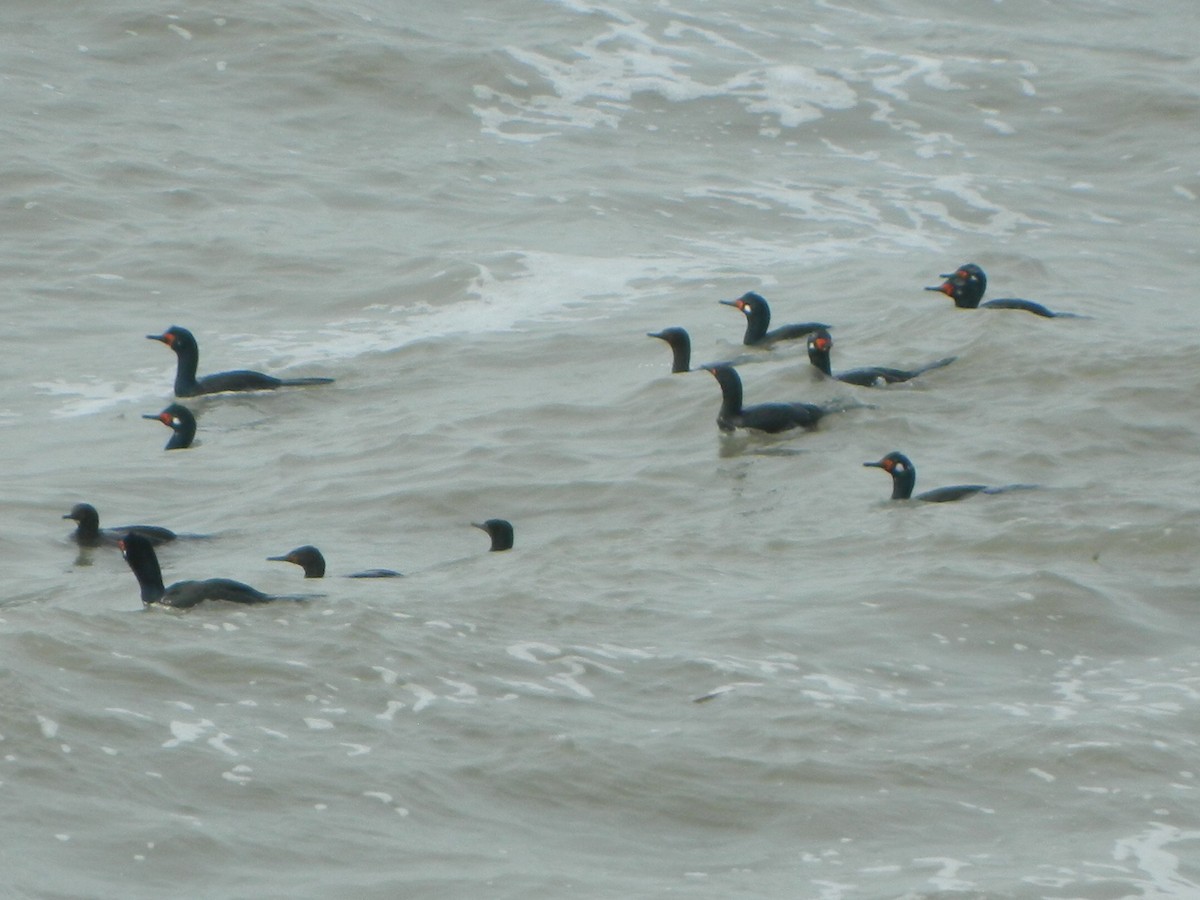 Magellanic Cormorant - ML641138417