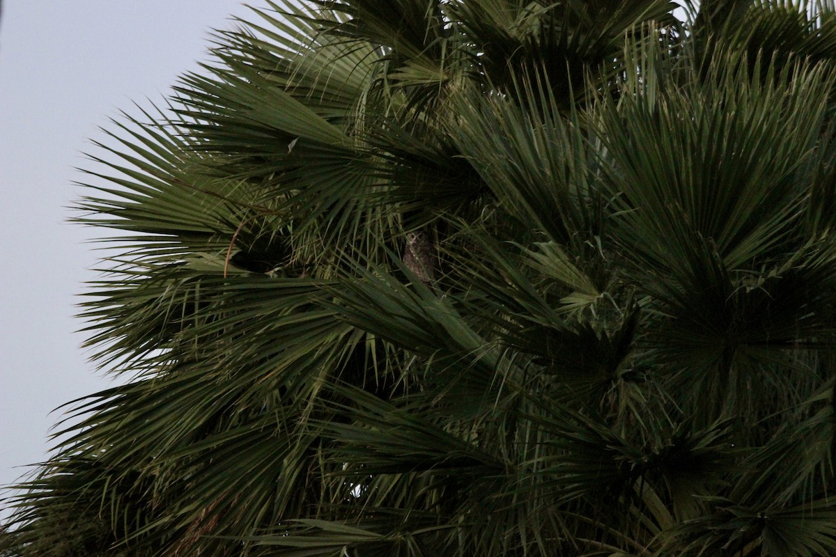 Great Horned Owl - ML641138420