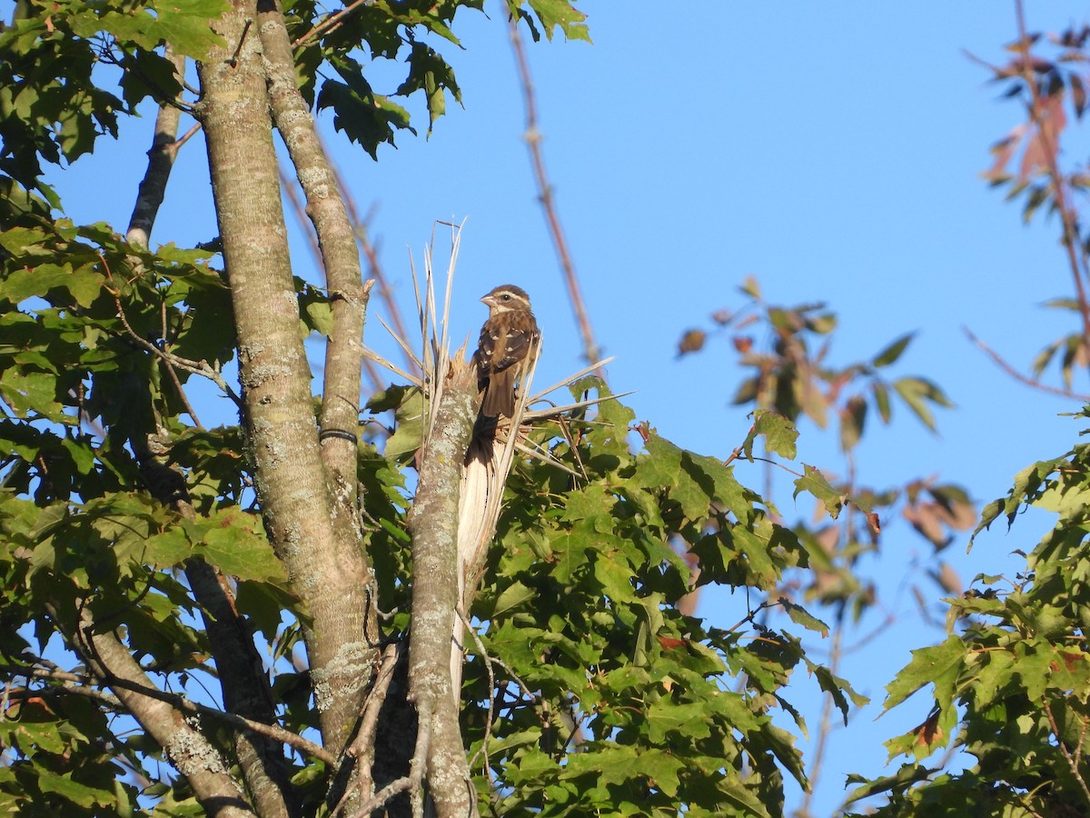 Rose-breasted Grosbeak - ML641138422