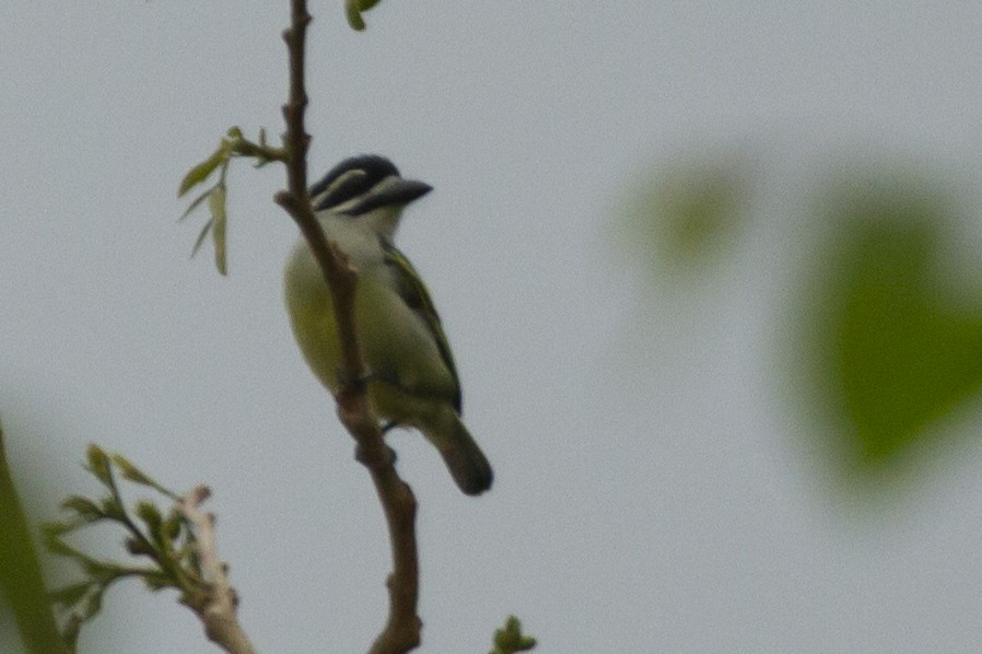 Yellow-rumped Tinkerbird - ML641138427