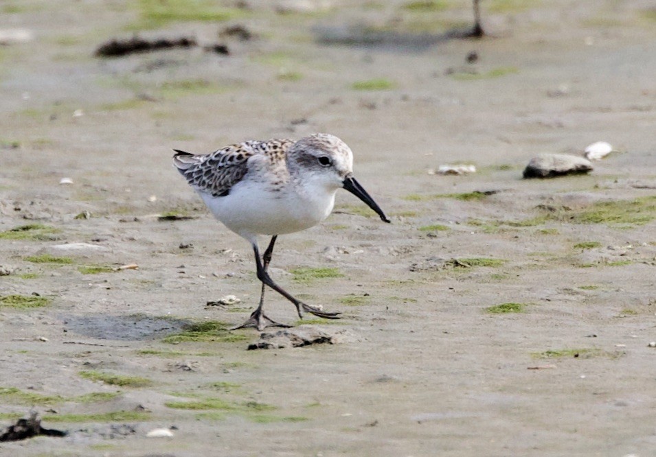 Semipalmated Sandpiper - ML641138429