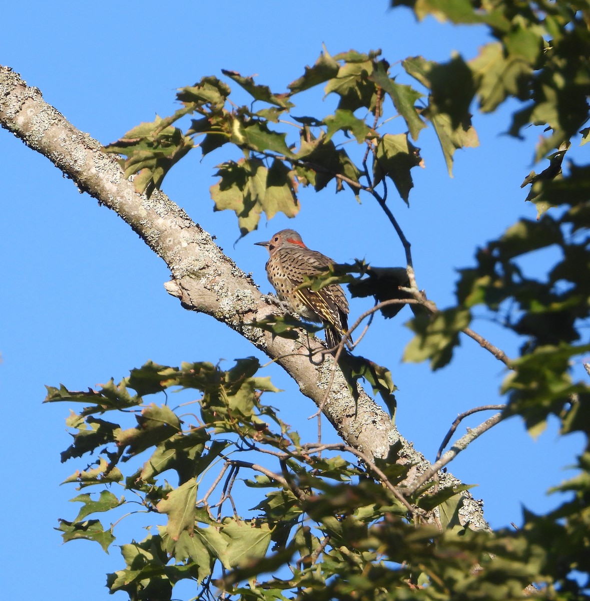 Pic flamboyant (auratus/luteus) - ML641138430