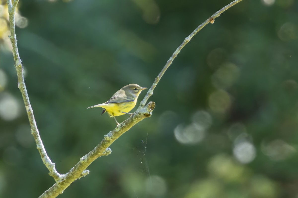 Prairie Warbler - ML641138434