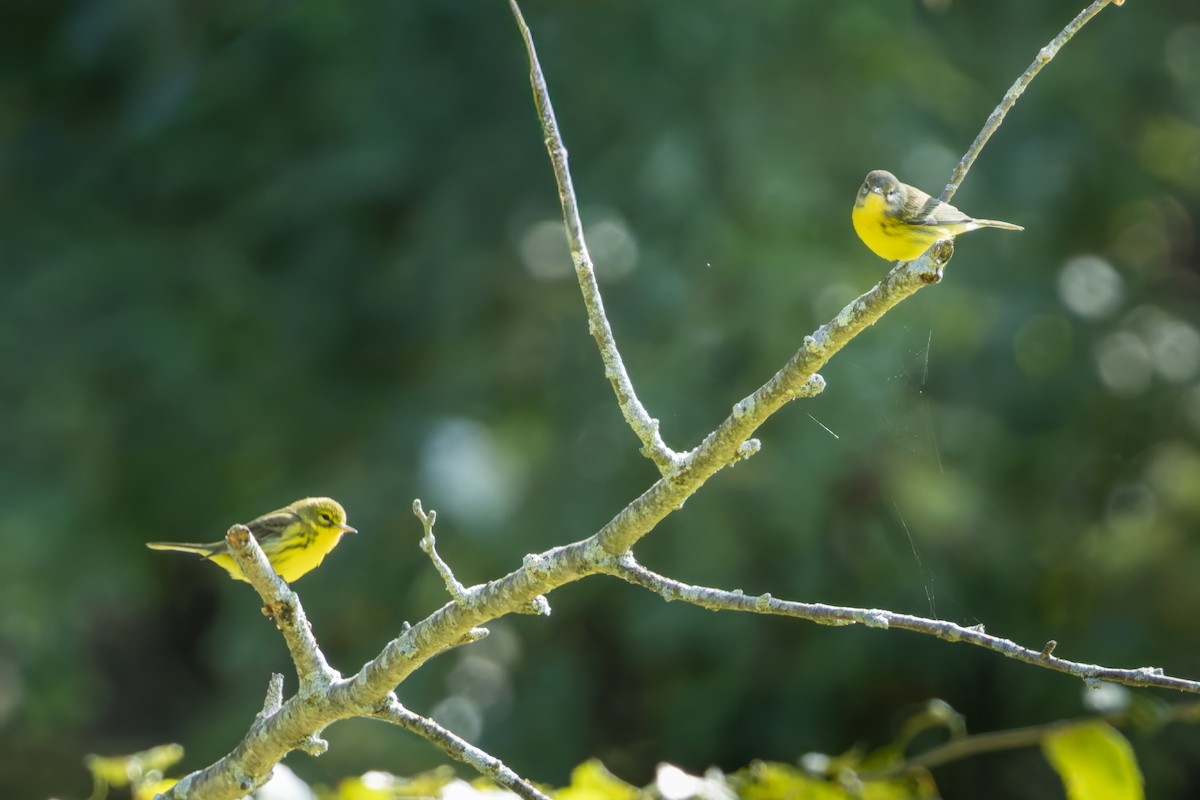 Prairie Warbler - ML641138435