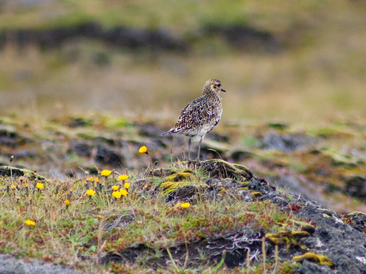 European Golden-Plover - ML641138448