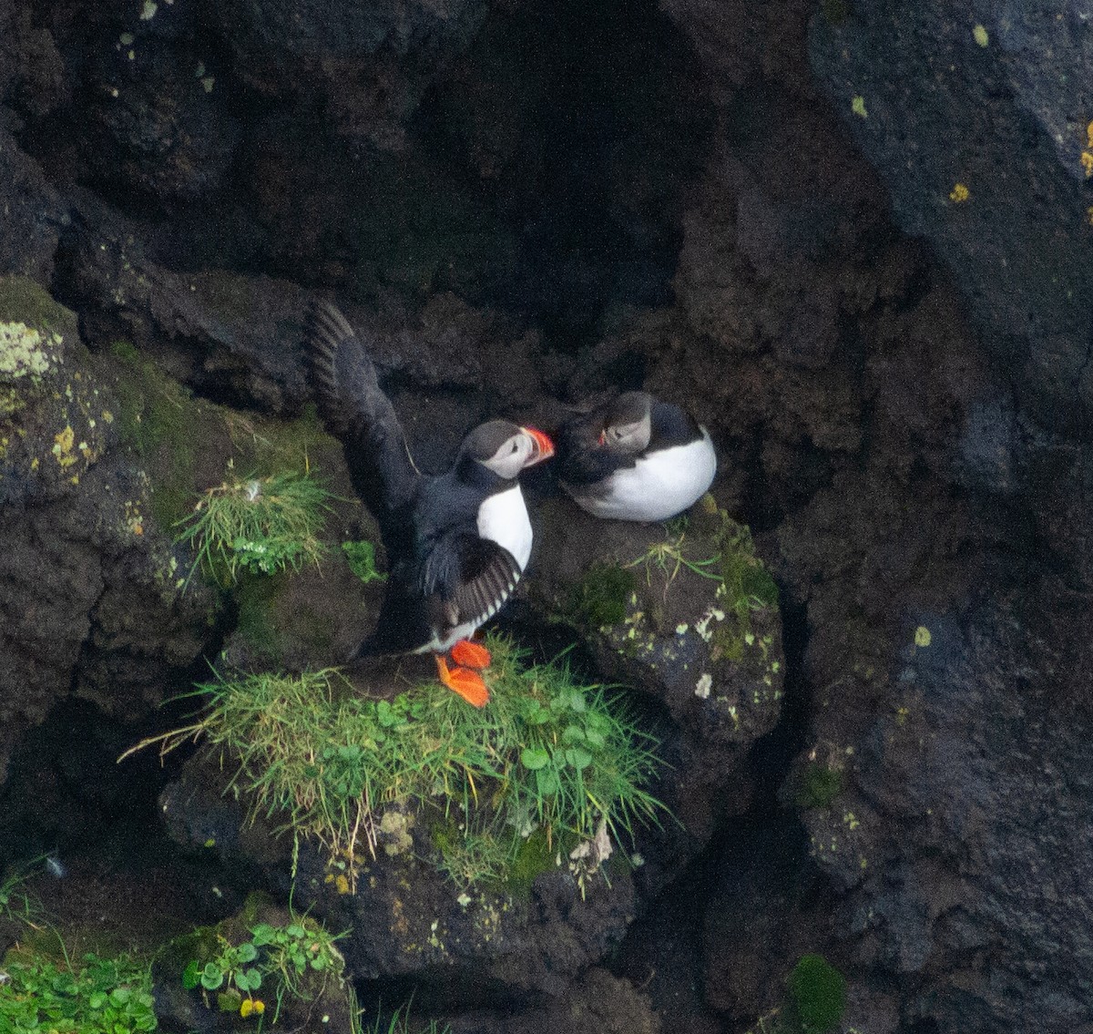 Atlantic Puffin - ML641138453