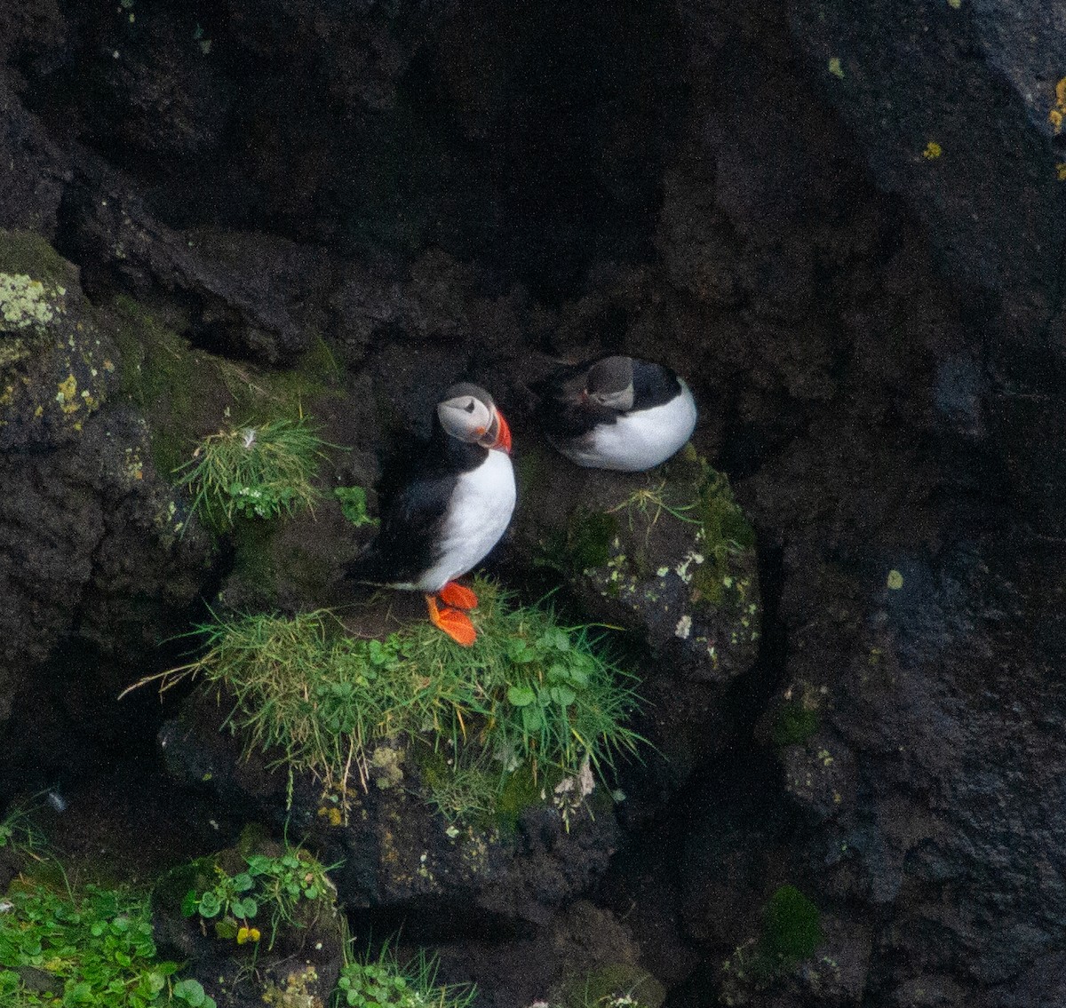 Atlantic Puffin - ML641138455