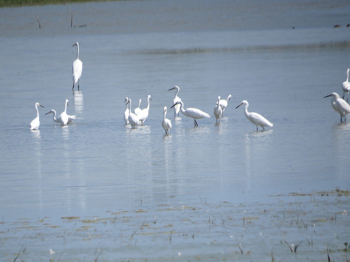 Snowy Egret - ML641138470