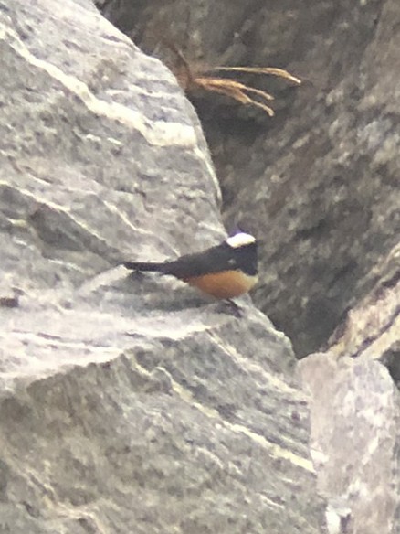 Mocking Cliff-Chat - ML641138481
