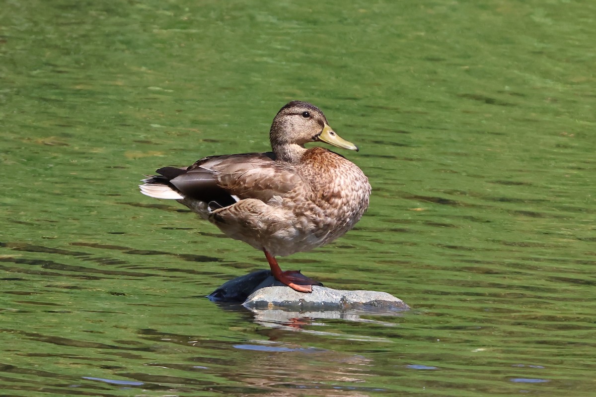 Mallard - ML641138483