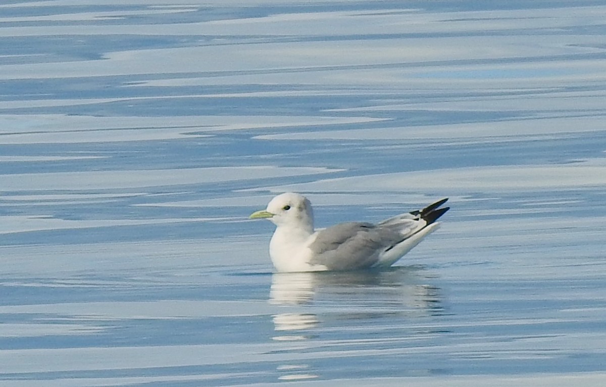 Gaviota Tridáctila - ML641138519