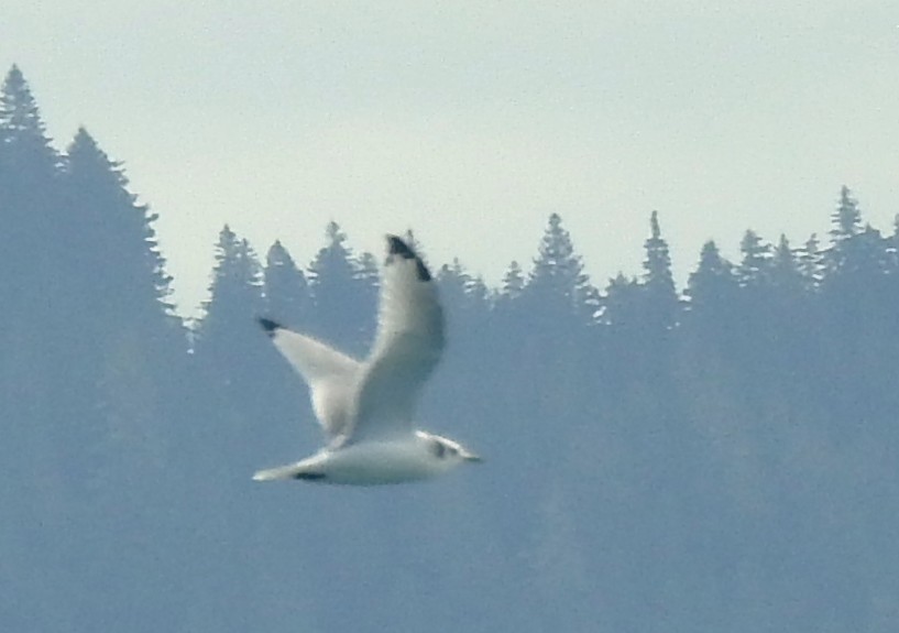 Gaviota Tridáctila - ML641138521