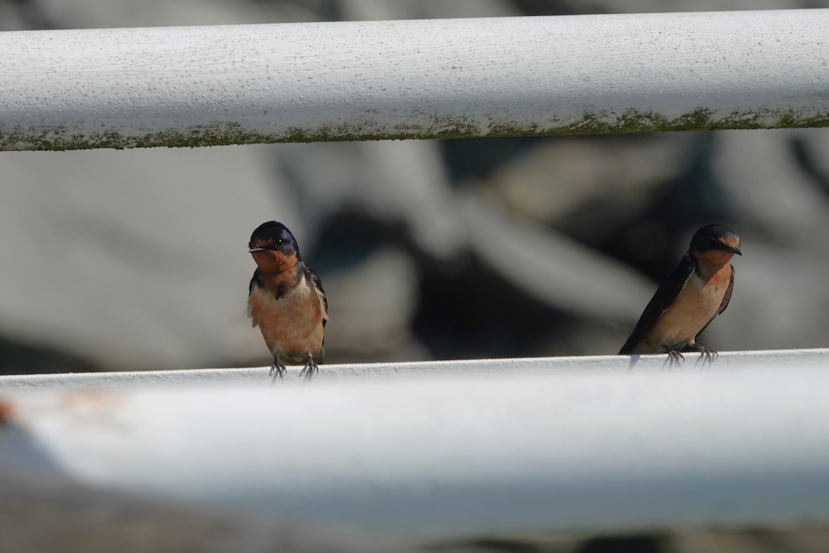 Barn Swallow - ML641138531