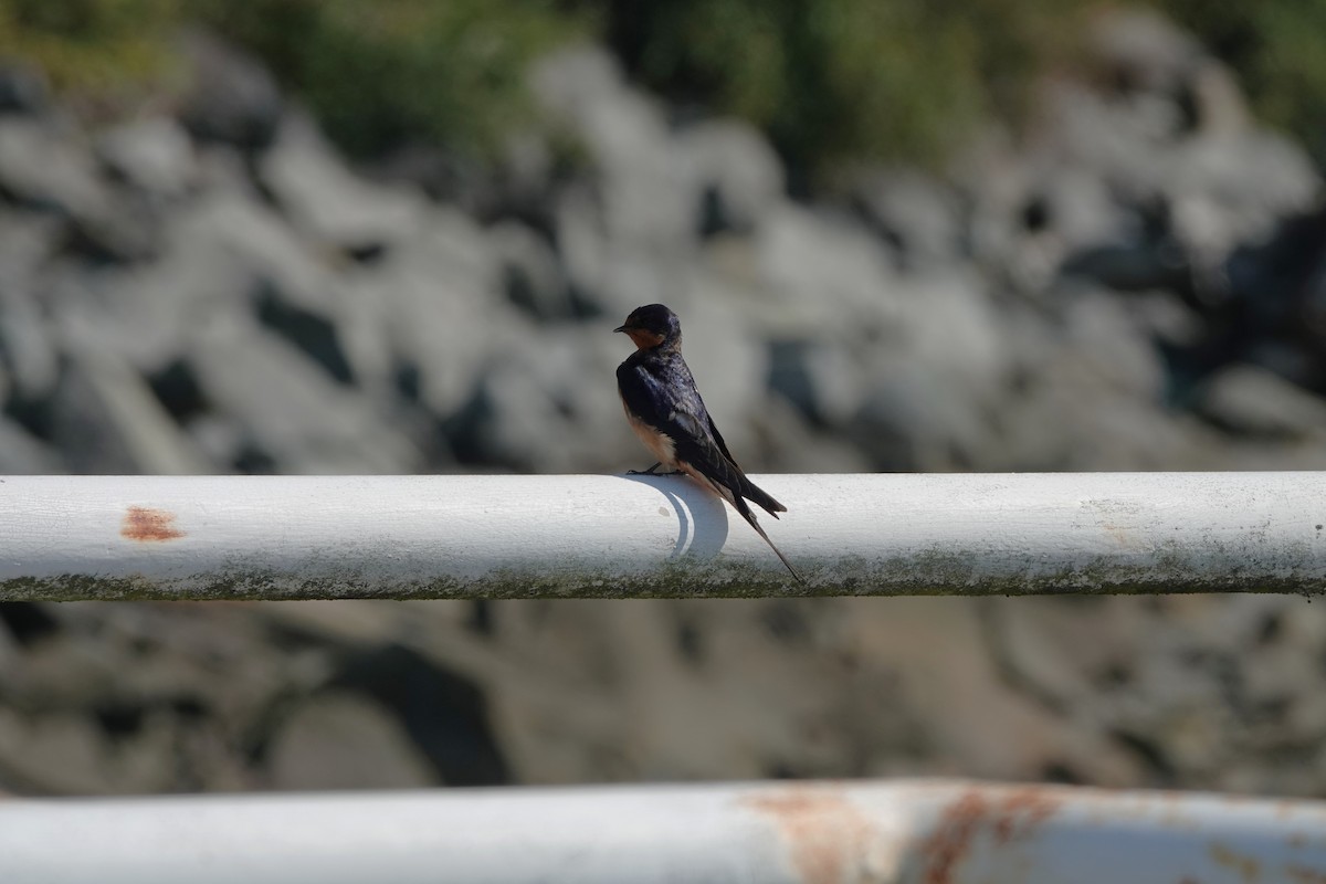 Barn Swallow - ML641138532