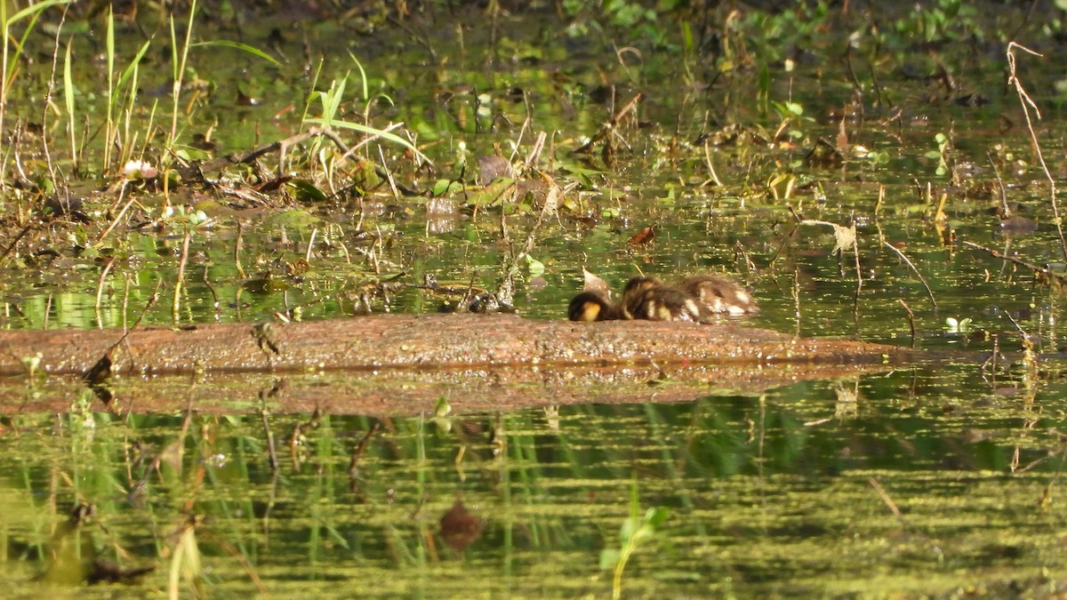 Mallard - ML641138534