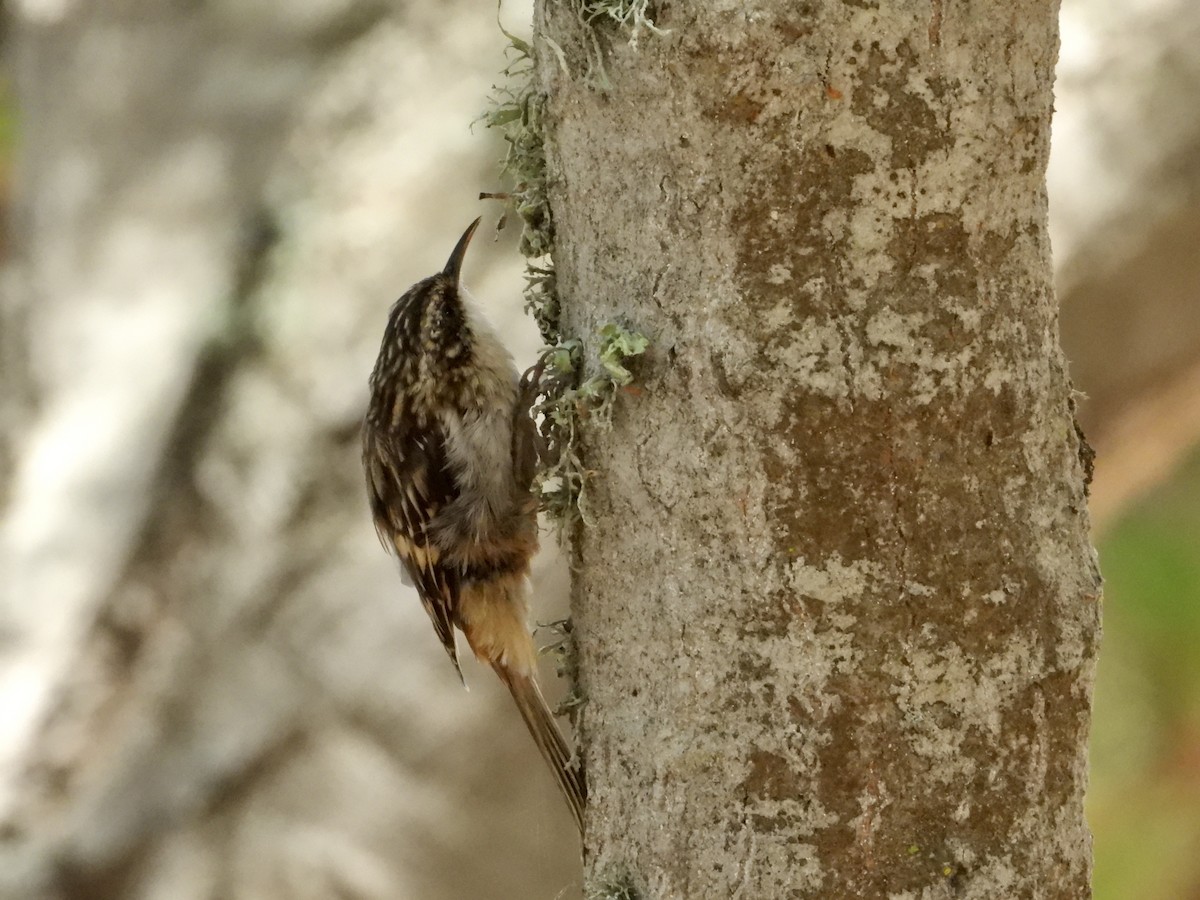 Brown Creeper - ML641138539